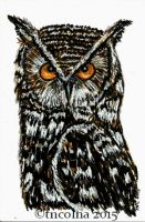 The Owl